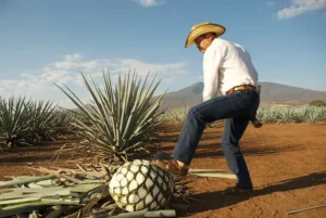 Tequila y Moda: desde la botella hasta el trago, el tequila es siempre una declaración de estilo.