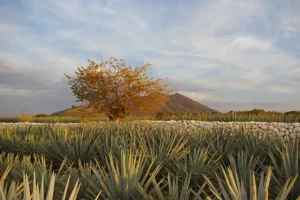 Tequila Mixto: una combinación de agave y azúcares adicionales, perfecto para cócteles audaces y sabrosos.