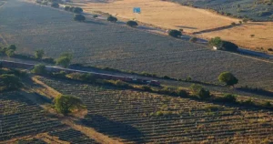 Tequila y Biología: del agave a la botella, un fascinante viaje a través de la vida de la planta.