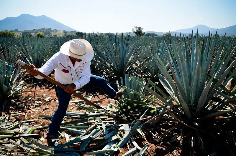 Tequila y Poesía: en cada sorbo, un verso que habla de la tierra, la cultura y la vida mexicanas.