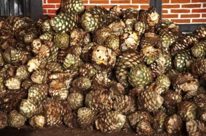 Distribución de Tequila: llevando el corazón de México a cada rincón del planeta, un viaje de sabor.