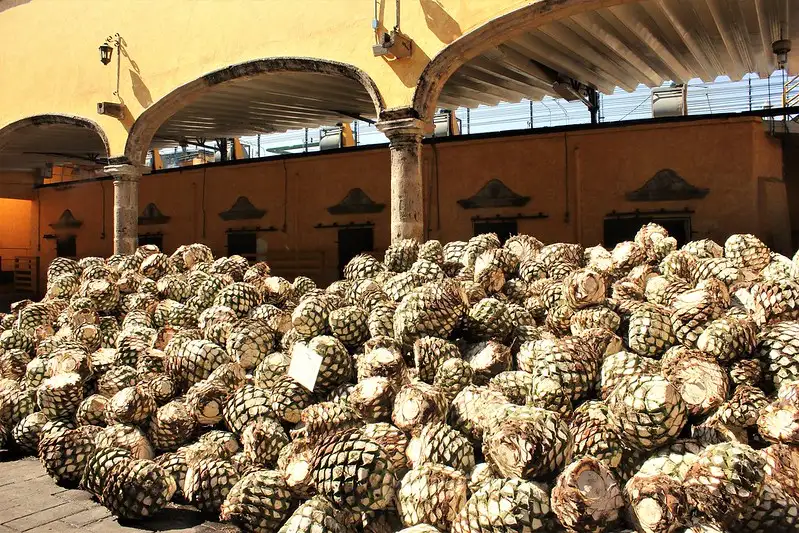 Maduración de Agave: un proceso de crecimiento y espera que da como resultado el delicioso sabor del tequila.