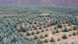 Calidad del Tequila: un compromiso con la excelencia, desde el agave hasta la botella.