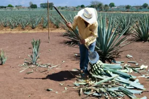 Tequila y Diversidad Biológica: un vistazo a la rica variedad de vida que rodea los campos de agave.