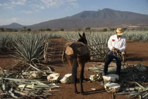 Tequila y Astronomía: bajo las estrellas, el tequila brilla con su propio resplandor, uniendo el cielo y la tierra.