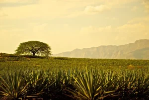 Tequila y Arte Contemporáneo: el tequila como inspiración para los artistas modernos, un dialogo entre sabor y creatividad.