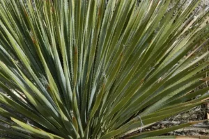 Producción de Sotol: un viaje por el proceso artesanal que preserva la esencia de las llanuras del norte en cada botella.