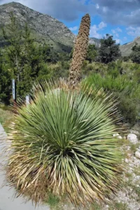 Cócteles con Sotol: revoluciona tu barra con la rica complejidad del Sotol y crea cócteles únicos e inolvidables.