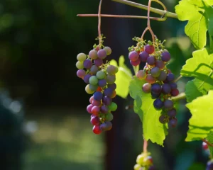 Industria del Vino: comprende la complejidad y los desafíos de la industria del vino en el contexto económico y medioambiental actual.