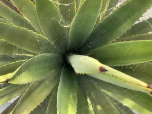 Agave: Un Recurso Estratégico, esencial en la economía verde por su amplia gama de usos y potencial ecológico.