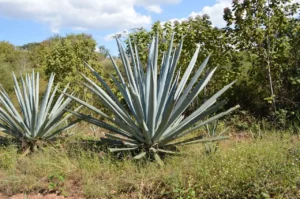 Agave y Tecnología se unen para optimizar su cultivo y procesamiento, impulsando la innovación verde.