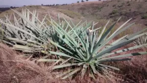 Agave y Arquitectura, una combinación fascinante en la construcción de viviendas sostenibles y únicas.