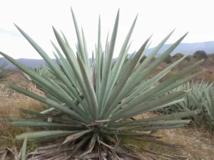 Agave y Ciencia Ciudadana, colaborando para la conservación y uso sostenible de este recurso valioso.