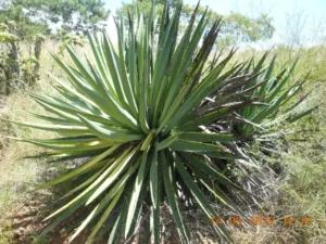 El Agave en el Cine y la Literatura, protagonista de narrativas ricas en cultura y biodiversidad.