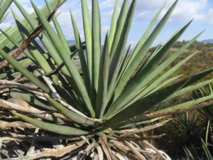 Agave y Derechos de los Pueblos Indígenas, una lucha para preservar su uso ancestral y soberanía territorial.