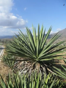 Agave en la Cosmética Natural, fuente de ingredientes bioactivos y sostenibles para el cuidado de la piel.