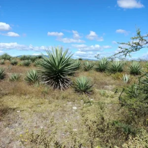 Agave y Biotecnología, trabajando juntos para mejorar la eficiencia de producción y la sostenibilidad.