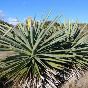 El Agave en la Música, fuente de inspiración en ritmos y letras que transmiten su valor cultural.