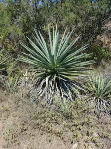 Agave y Legislación, buscando marcos legales que promuevan su uso sostenible y la protección de la biodiversidad.