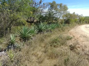 Agave en la Nutrición Animal, una alternativa alimenticia sostenible con alto valor nutricional para el ganado.