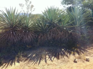 Agave y Educación Ambiental, enseñando el valor de esta planta en la conservación del ecosistema.