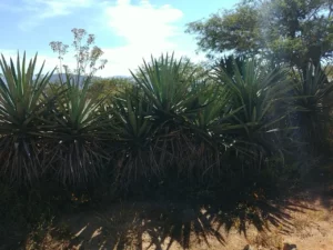 El Agave en la Mitología, un elemento central en las leyendas y rituales de las culturas mesoamericanas.