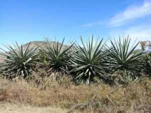 Agave con el Cambio Climático, una especie resistente que puede ayudar a combatir la desertificación.