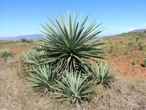 El Agave y la Economía Circular, un modelo de producción y consumo sostenible basado en el agave.