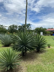 Agave en la Industria Cervecera, innovando con sabores únicos y prácticas sostenibles de producción.