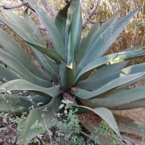 Agave y Turismo Sustentable, creando experiencias de viaje respetuosas con la naturaleza y la cultura local.