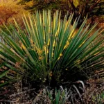 Maguey Mexicano Agave rhodacantha
