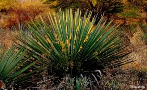 Maguey Mexicano Agave rhodacantha